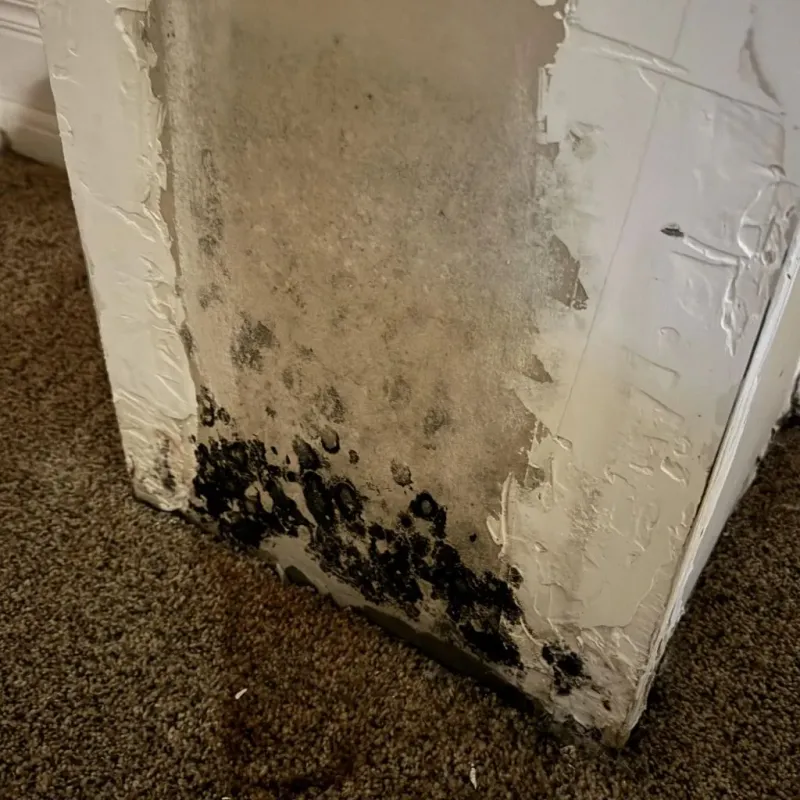 Professional Mold Removal in McDonald, OH